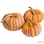 Mini Asian Heirloom Pumpkin