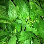 Molokhia Leaves