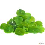 Nasturtium Leaf – Specialty Greens