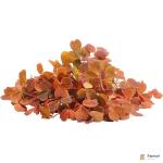 Oxalis Yellow Leaf – Specialty Greens