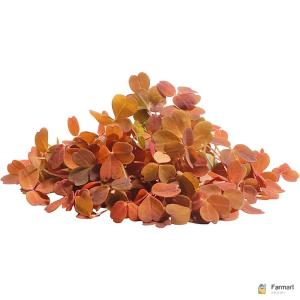 Oxalis Yellow Leaf – Specialty Greens