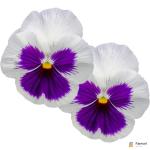 Pansy Flowers