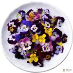 Pansy Flowers