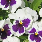 Pansy Flowers