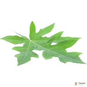 Papaya Leaf