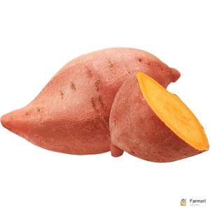 Potato Sweet Egypt