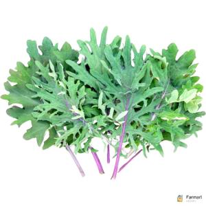Red Russian Kale