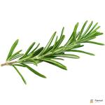 Rosemary