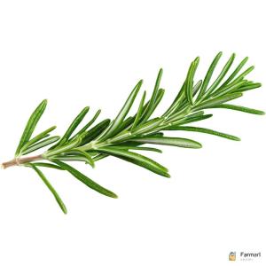 Rosemary