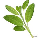 Sage