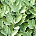 Sage