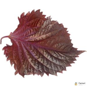 Shiso Leaves Purple