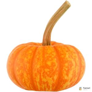 Sparkler Pumpkin Halloween