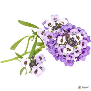 Sweet Alyssum Purple Edible Flowers