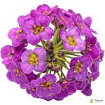 Sweet Alyssum Purple Edible Flowers