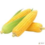 Sweet Corn