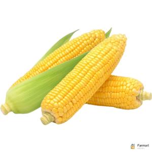Sweet Corn