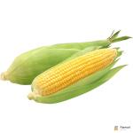 Sweet Corn
