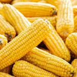 Sweet Corn