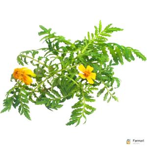 Tagetes Leaf – Specialty Greens