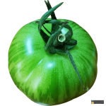 Tiger Tomatoes