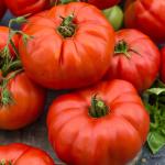 Tomato Beef