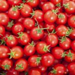 Tomato Cherry Red