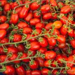 Tomato Datterino
