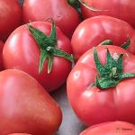 Tomato Uzbek