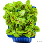 Vene Cress