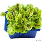 Vene Cress