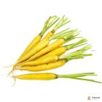 Yellow Carrot