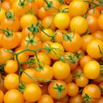 Yellow Tomato